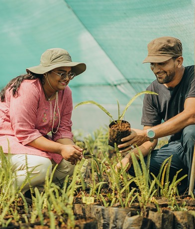 Régénérer les microforêts endémiques de Moka
