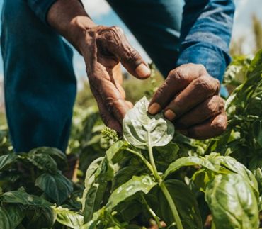 Agroécologie : accompagner la transition des planteurs mauriciens