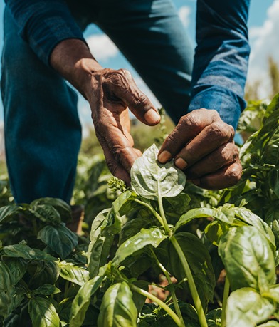 Agroécologie : accompagner la transition des planteurs mauriciens